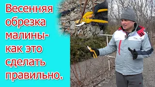 Как я обрезаю малину весной. Урожай всегда просто отличный!