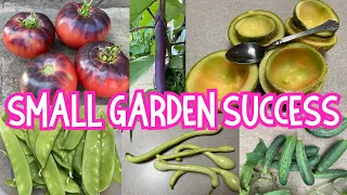 Small garden successes GROWING FOOD this backyard gardening season. #garden