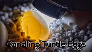 Are The Eggs Alive? Turtle Egg Candling Update