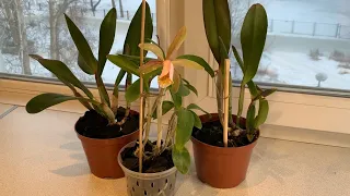 Эксперимент с посадкой орхидей в уголь