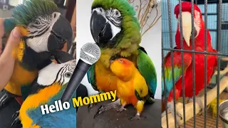 Baby Animals | Funny Parrot And Cute Birds Compilation Video ( 2022 ) Adorables Funny Parrots #11