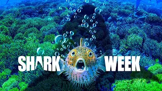 What's New on Shark Week 2019
