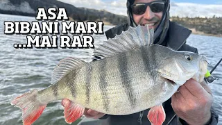 AU VENIT si PESTII MARI! 💥 INTALNIRE cu SALAI si BIBANI XXL pe EBRO 🤩🎣