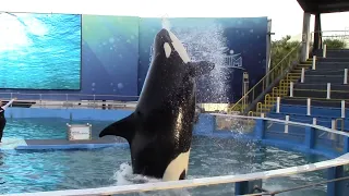 Killer whale show Miami Seaquarium show