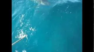 Shark shield freedom 7  (Quick test)