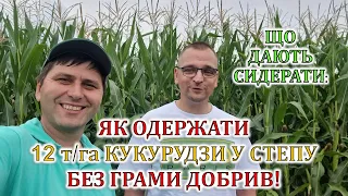 Що дають сидерати: 12 т/га кукурудзи у Степу без добрив!