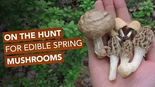 On The Hunt For Wild Edible Spring Mushrooms