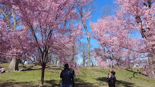 Walking Branch Brook Park, Newark, NJ for the First Time : Most Cherry Blossom Trees in the USA!
