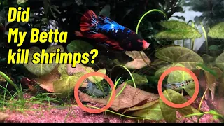 Betta Fish And Shrimps In Same Tank
