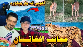 جغرافیای عجیب افغانستان و حیات وحش کمیاب در جهان 😍 سفری به ولایت های زیبای افغانستان