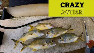 INSANE Jack Crevalle Topwater Fishing Action Sebastian Inlet Florida (Catch, Clean, Cook)