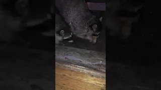 The funniest sound a raccoon has ever made