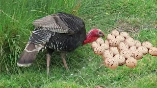 Turkey Dancing And Laying To Many Eggs- Baby Turkey Hatching