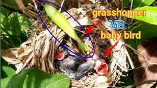 baby bird bitten by long grasshopper. bird eps 113