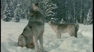 Караоке В.Высоцкий   Охота на волков