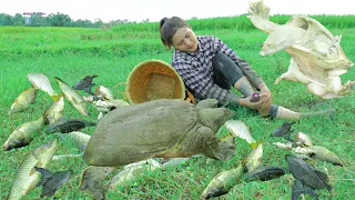 Harvesting the Garden of Green Vegetables, FISH - Quynh's Bad Day When Harvesting FISH |Country Life