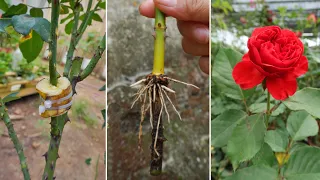 If you know how to use bananas to propagate roses, you will never throw away bananas again