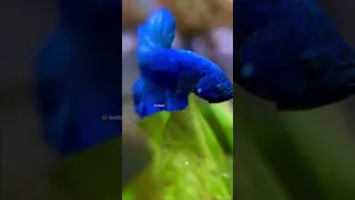 Can I have a snack? #betta #bettafish #fish