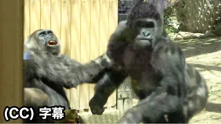 Big son suddenly shows off his strength during nap time. Gentaro, Gorilla | Momotaro family