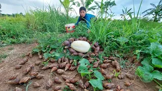 wow wow unique - a fisherman skill catch a lot of strange snails in the cucumber plantation by hand