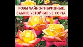 Розы чайно гибридные . Самые устойчивые сорта .