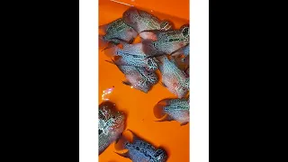 Imported monster koks || Both Wholesale & retail || At Chennai 🔥#flowerhorn #chennai #bestprice