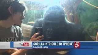 Video Of Louisville Zoo Gorilla Goes Viral