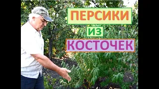 ПЕРСИКИ из косточек, как посадить чтобы ПРОРОСЛИ