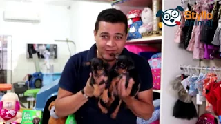 Filhotes de Pinscher N° 1 com preço fantástico!