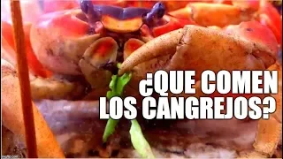 ¿que comen los cangrejos?