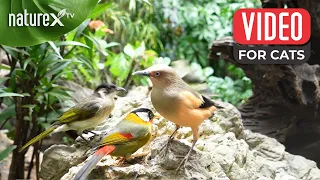 Peaceful ambiance created by soothing bird sounds 🦜 Bird video for cats to watch 1 Hour