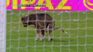 Dog interrupts a football match and shits on the field