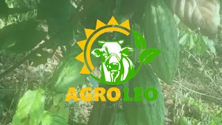 Sítio de 10 Alqueires / 45 Mil Por Alqueires São Félix do Xingu - Pará