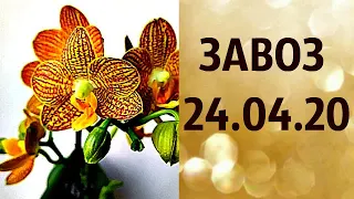 🌸Продажа орхидей. ( завоз 24.04.20 г.) Отправка только по Украине. ЗАМЕЧТАТЕЛЬНЫЕ КРАСОТКИ👍