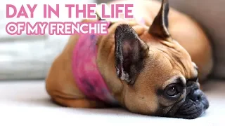 DAY IN THE LIFE OF MY FRENCH BULLDOG
