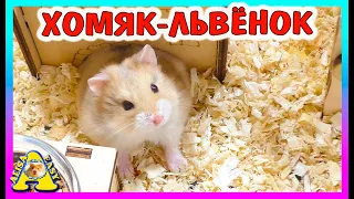 Реакция ХОМЯКОВ на новогодние ПОДАРКИ / ЗООПОКУПКИ /  дарю подарки хомякам / Alisa Easy Pets