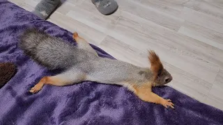 Молли притворяется тюленькой...! 🤣 Squirrel crawls