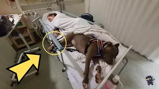 Собака отказывается покинуть свою хозяйку и спасает ей жизнь. Врачи в шоке!