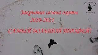 Охота на зайца 13.02.2021г. Закрытие сезона!