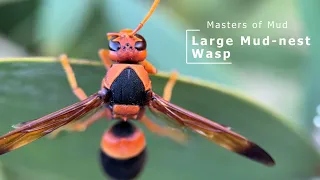 Masters of Mud - Large Mud-nest Wasp