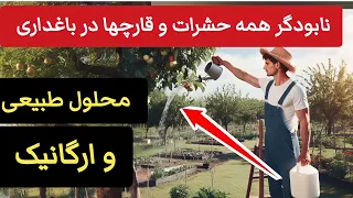 با این محلول طبیعی و ارگانیک همه حشرات و قارچها را نابود کن.