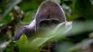 2017  _  Gabun _  Im Land der Gorillas |  Tiere Doku HD