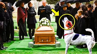During The Funeral, The Dog Began Barking At The Priest & The Coffin, Then THIS Happened!