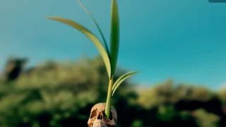 First Coconut