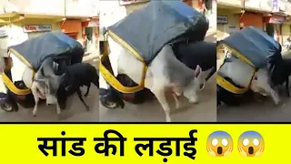 देखिये जब दो सांड आपस मे लड़े तो क्या हुआ|| कौन सांड जीतेगा||