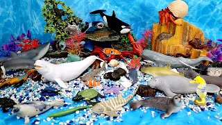 Let's Make an Under Sea Diorama! Learn Ocean Animal Names