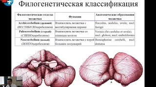 ЯГМУ. Мозжечок, средний мозг