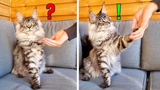 How to Teach Paw Tricks to a Cat!