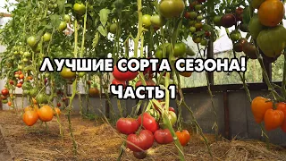 ОБЗОР ЛУЧШИХ СОРТОВ ТОМАТОВ СЕЗОНА!!! ЧАСТЬ 1