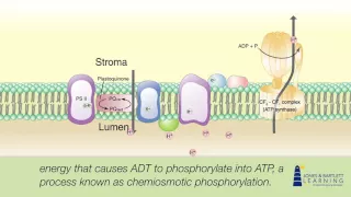 Photosynthesis Animation for Botany: An Introduction to Plant Biology | Jones & Bartlett Learning